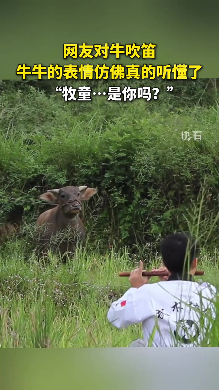 事实证明对牛弹琴那哥们，只是选错了乐器