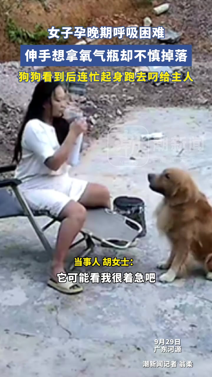 孕妇孕晚期喘不上气，结果没拿稳，狗子立马叼过来