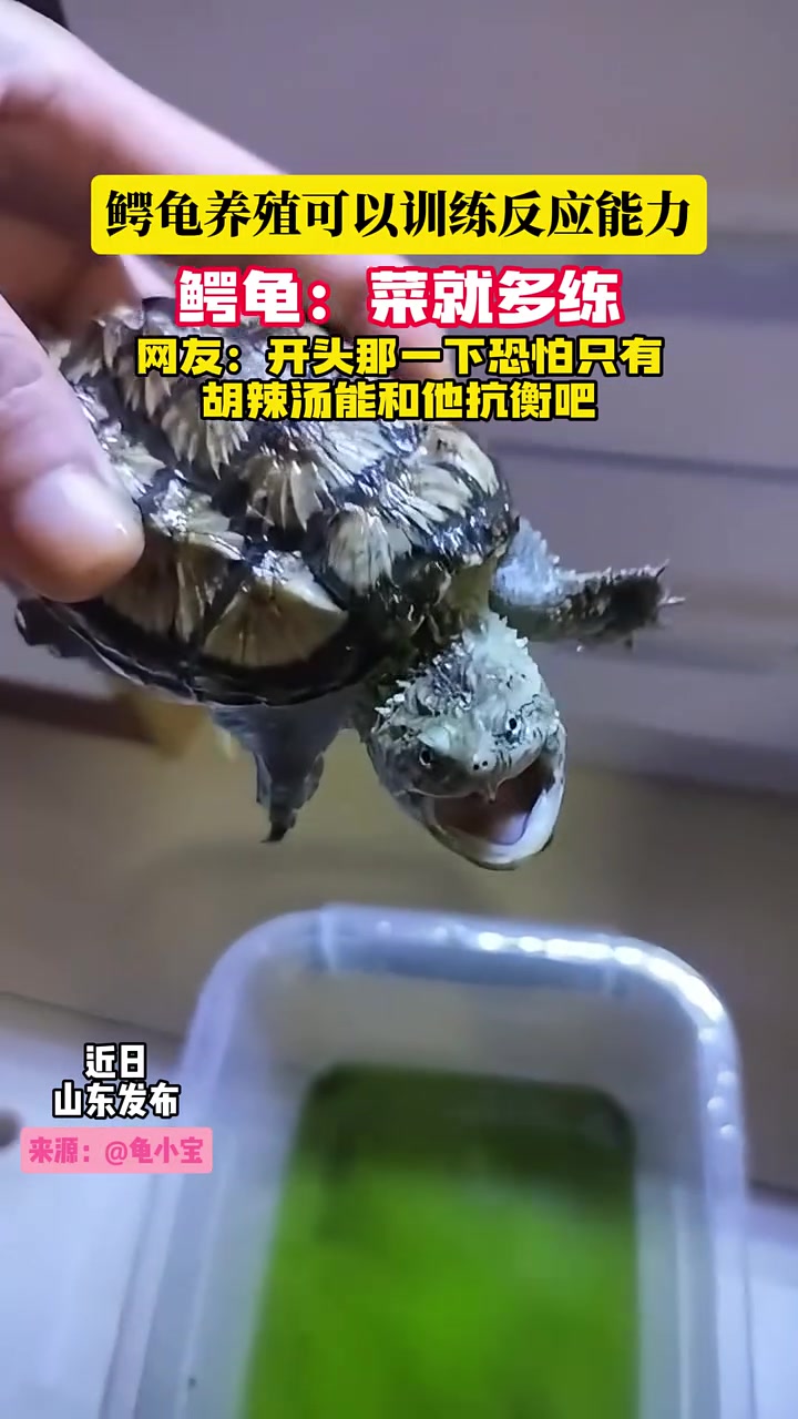 养个鳄龟还可以训练反应速度