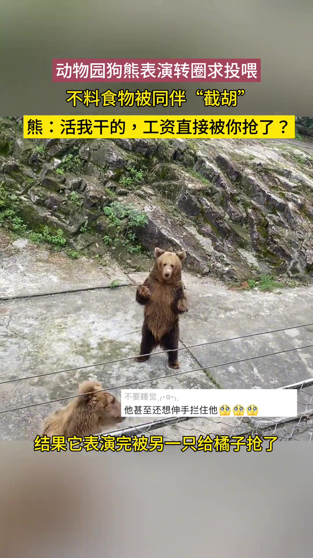 狗熊表演转圈乞食，结果被另一只熊抢走了