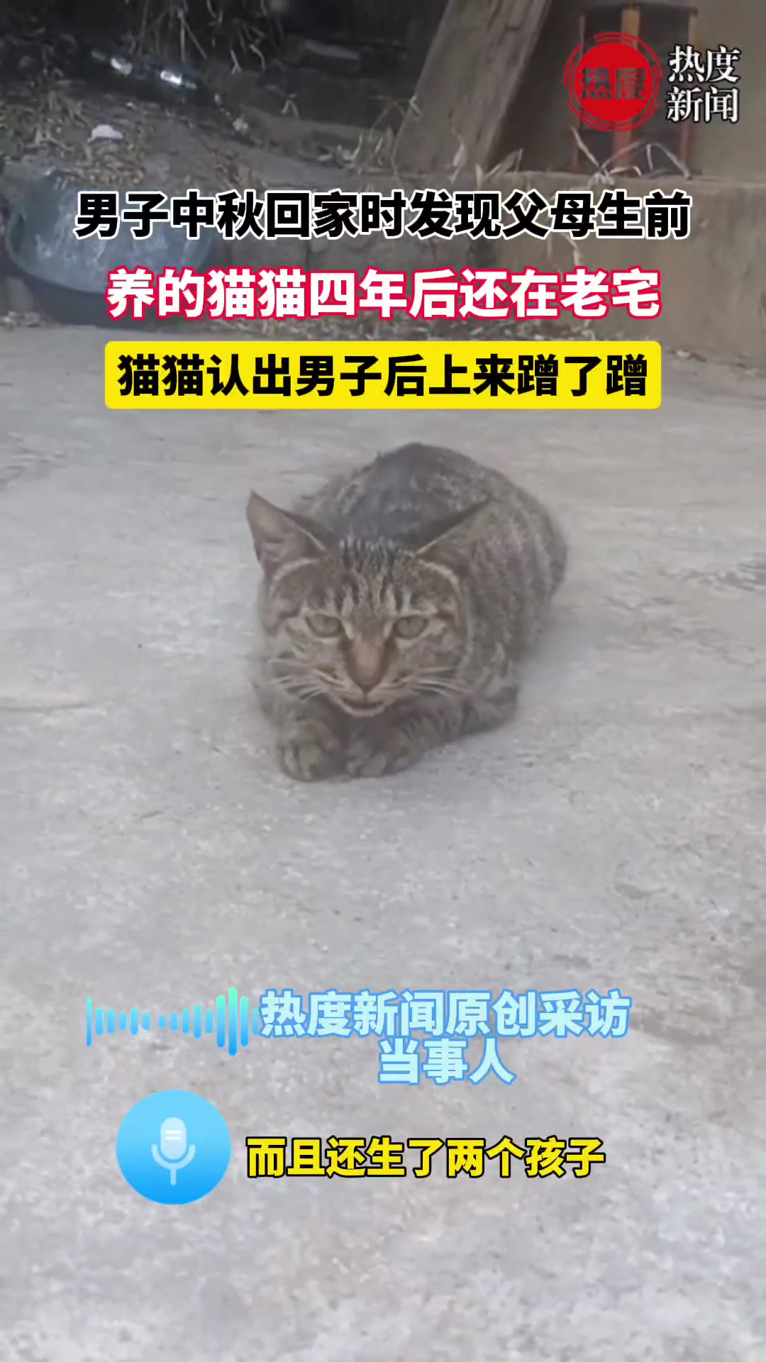 男子中秋回家发现父母生前养的猫咪过了四年还在老宅