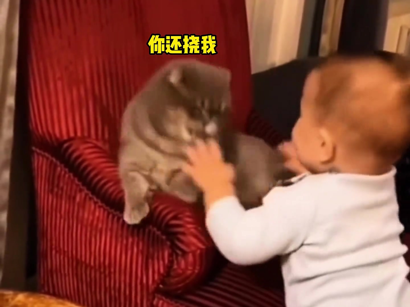 猫咪烦死了烦死了