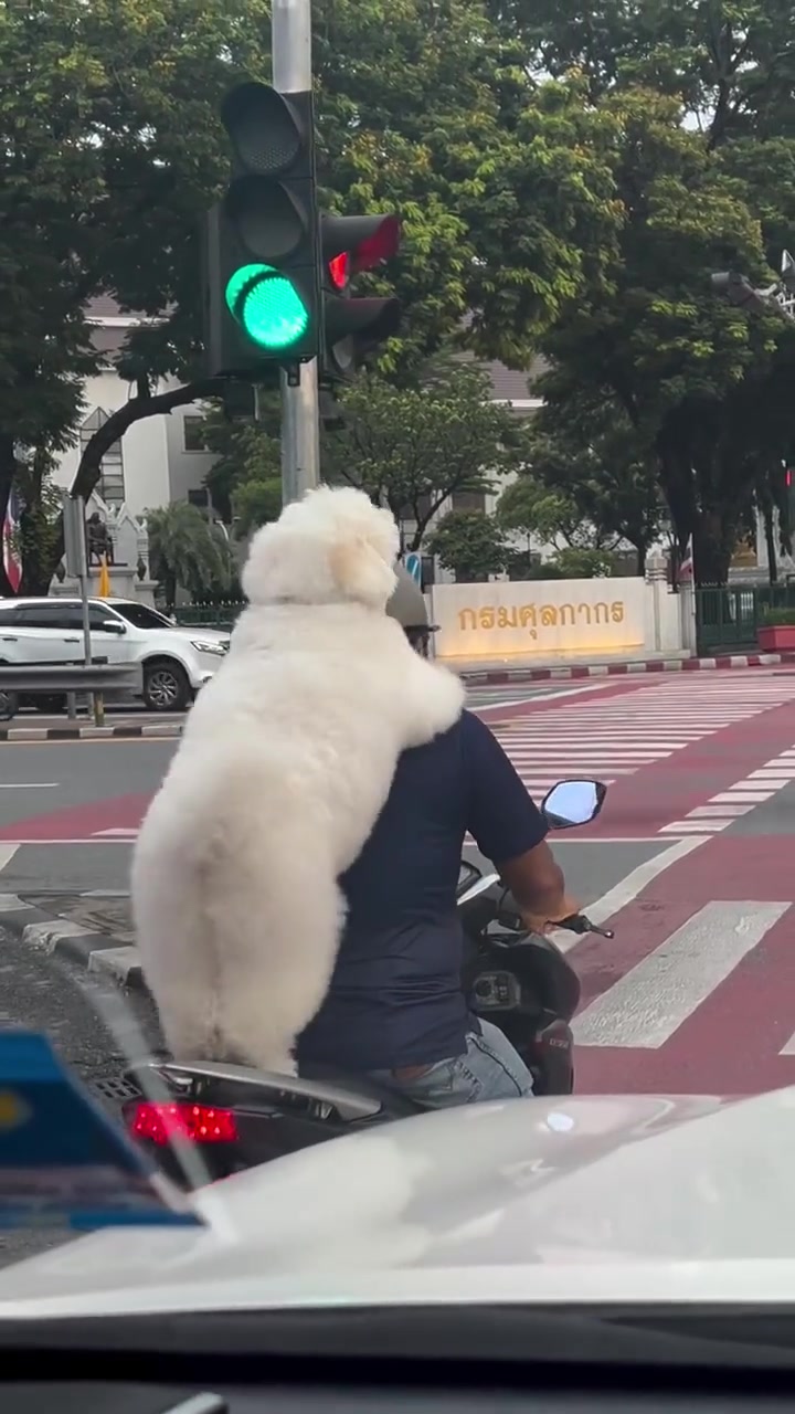 骑上我心爱的小摩托