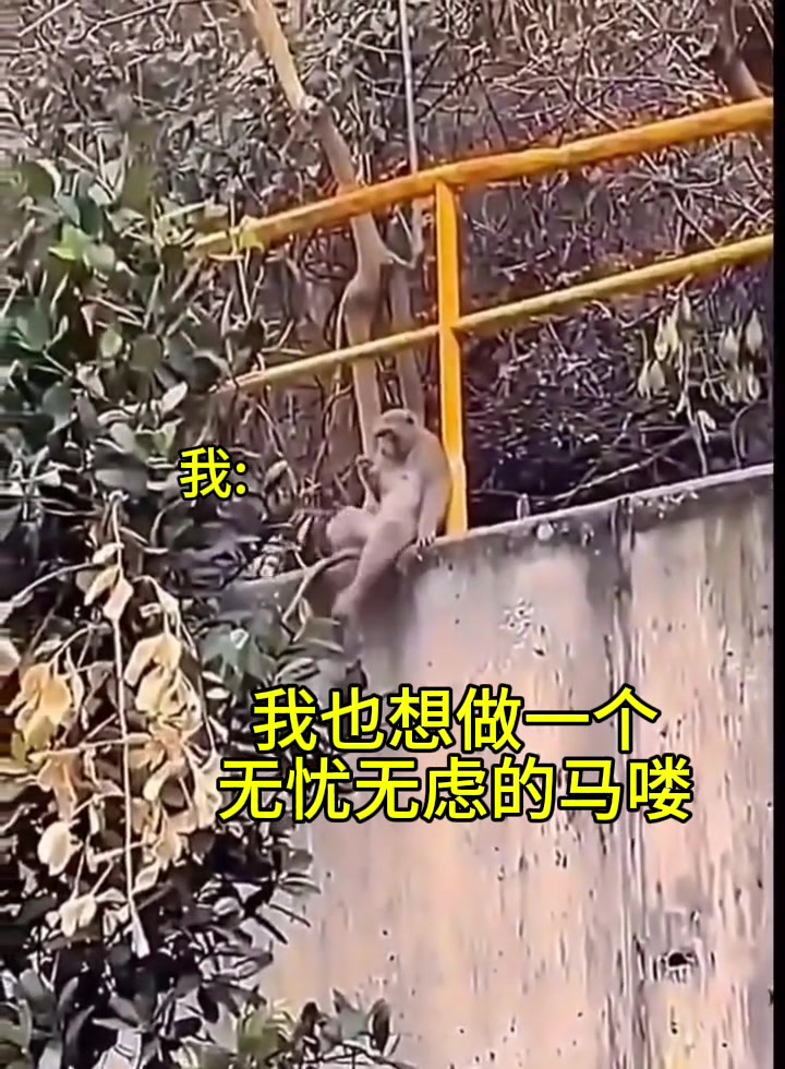 我也想做一个无忧无虑的马喽