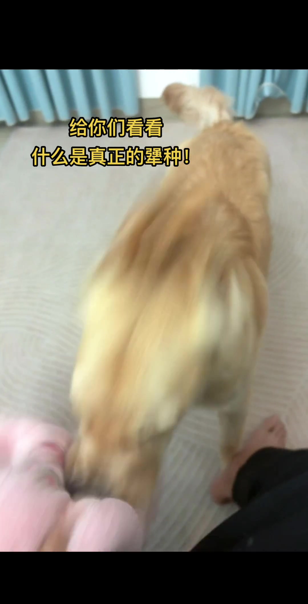 咱铁子在犟种界上也是排得上号的！