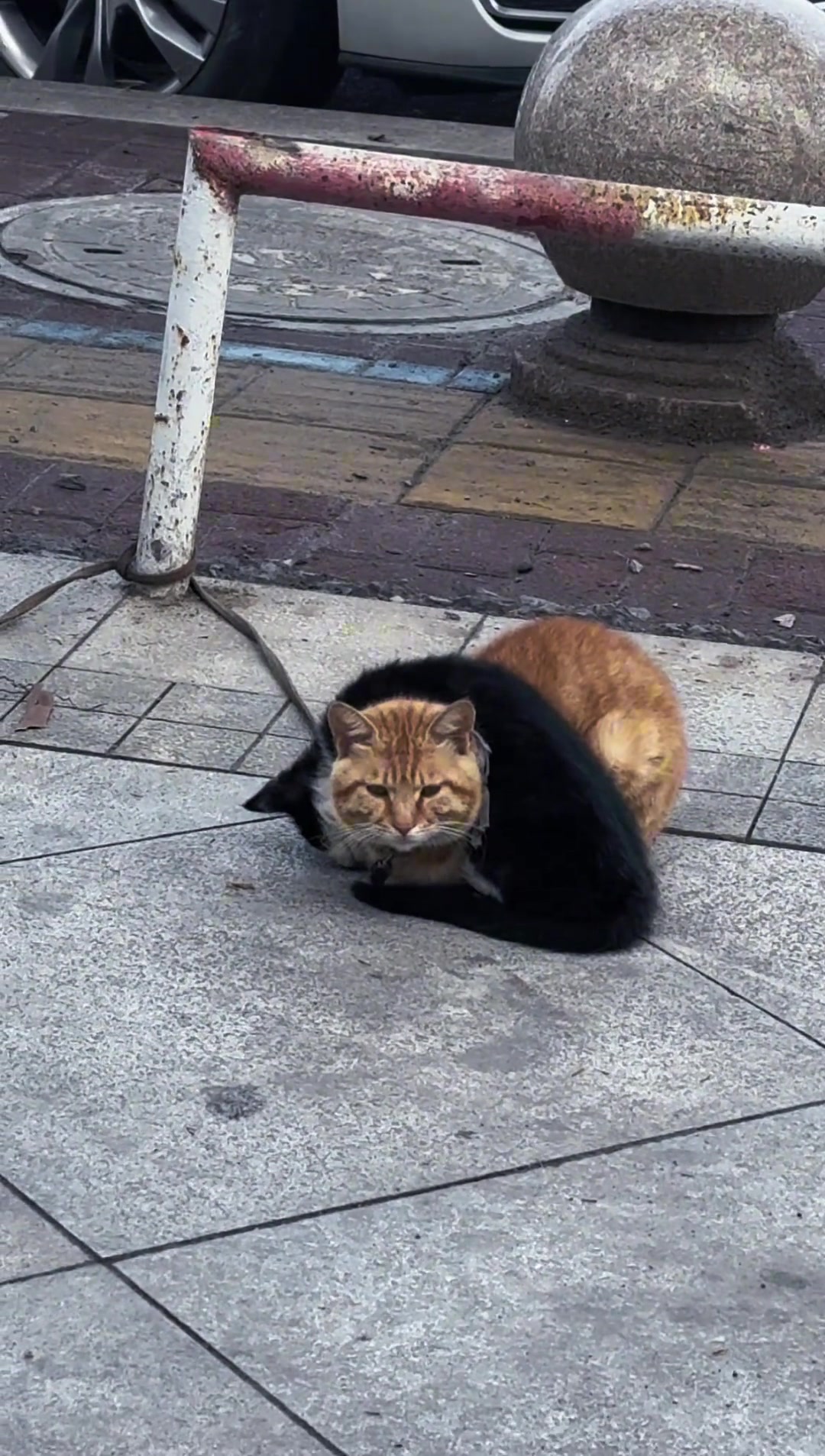猫猫牌围脖哈哈哈