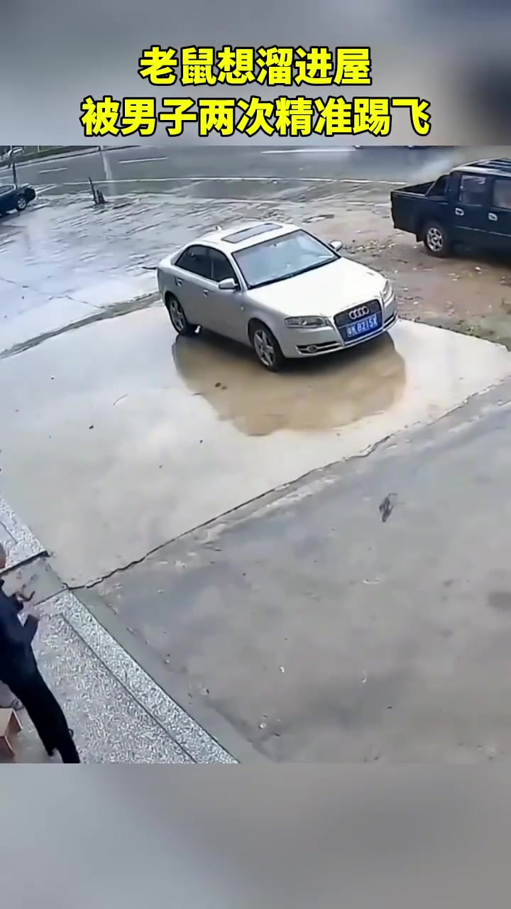 这耗子真倔被踢了一脚了，还又跑回来，你看吧又一脚