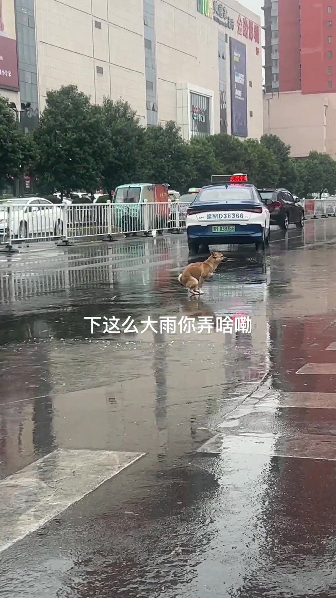 好有松弛感的小狗