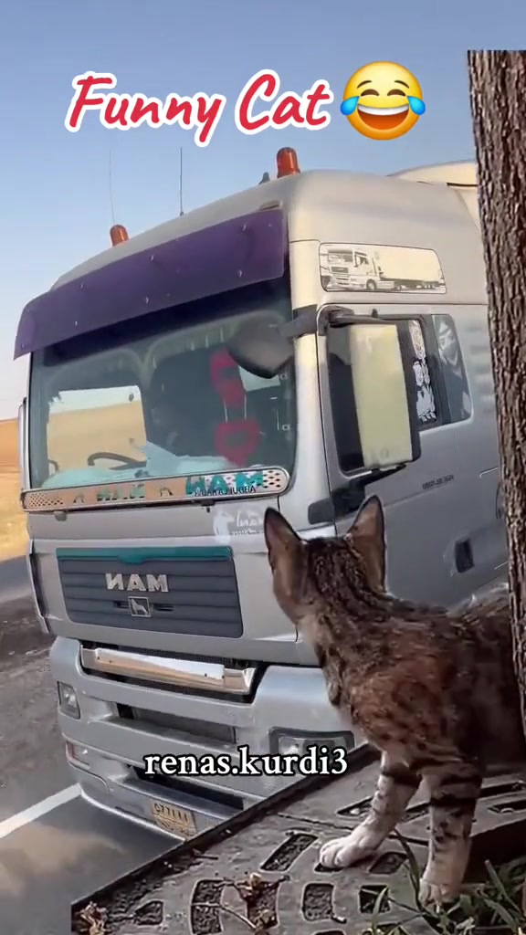 猫：你给我等着我现在跳过去