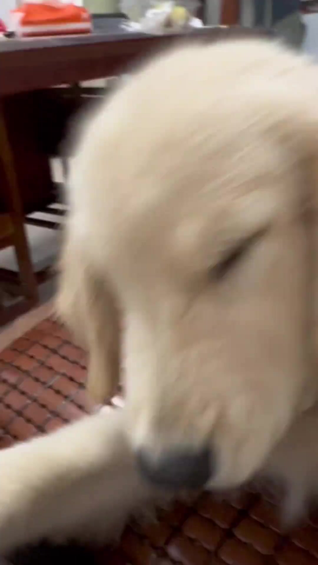狗：她打我一下我就咬她一下，这样她就知道这样是不对的