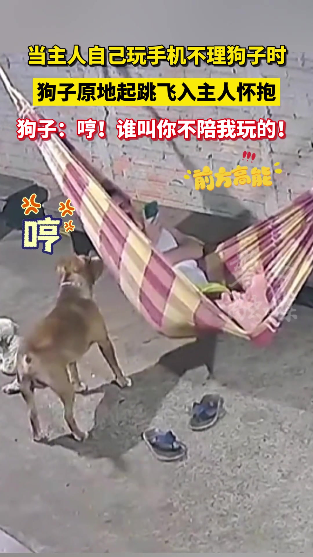 当主人自己玩手机不理狗子时，狗子原地起跳飞入主人怀抱