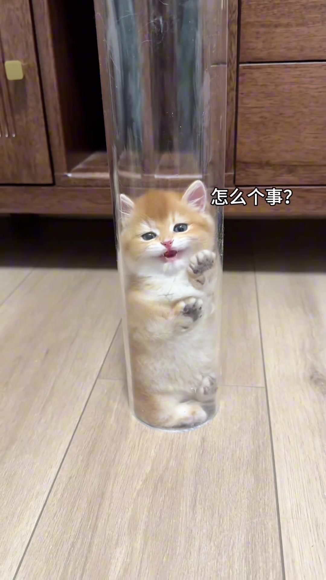 引诱猫猫虫成功！