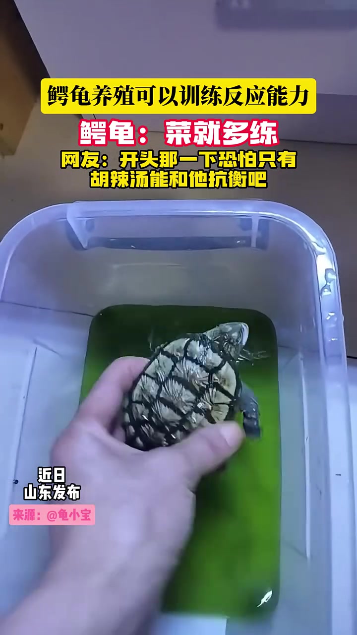 龟脖能伸这么长鳄龟：菜就多练！
