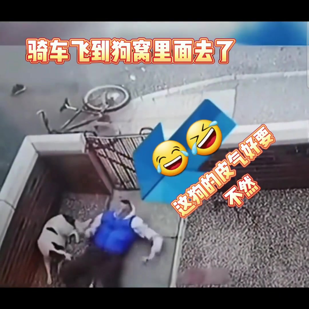 狗都蒙了，都忘记咬它了，是不是