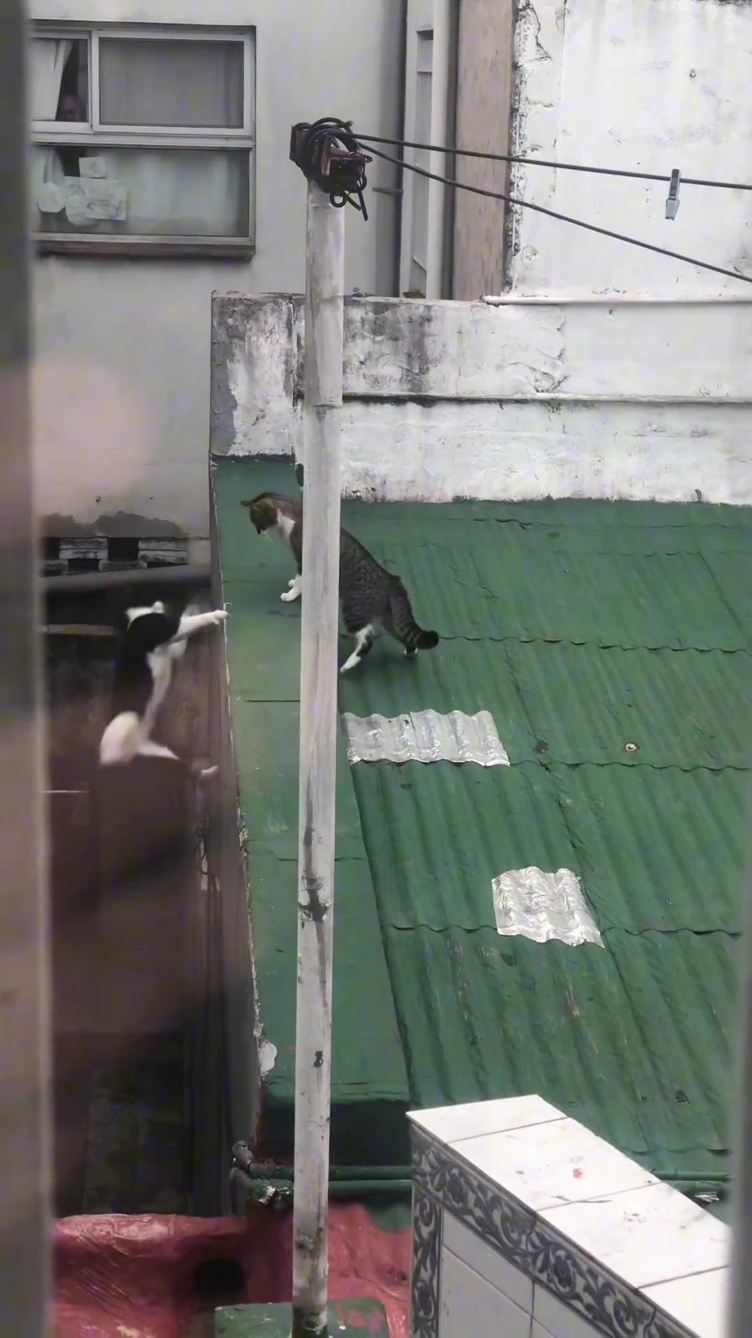 在抖音甚至能看到小猫谋杀案