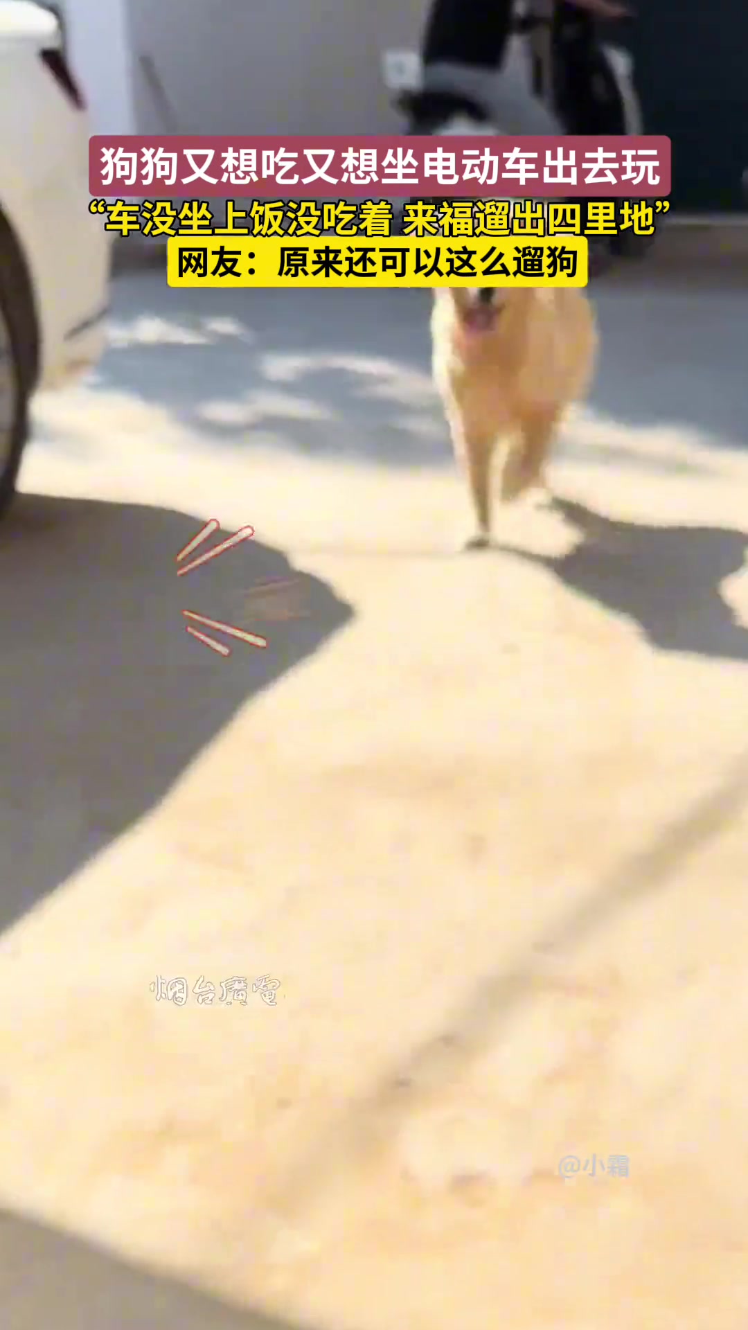 这遛狗也是被研究明白了，主人一动没动来福遛了四里地！