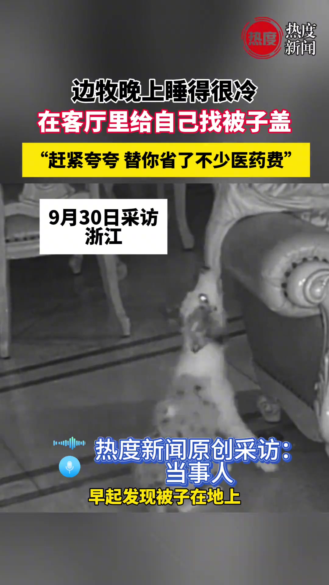 边牧晚上睡得觉得冷，在客厅里给自己找被子盖！！