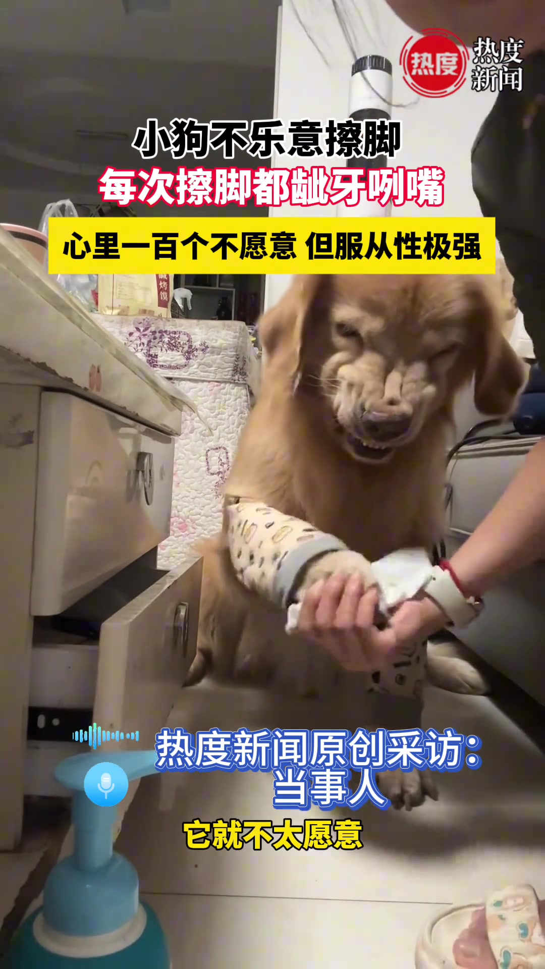 狗子对主人龇牙咧嘴，心里一百个不愿意，但服从性极强！
