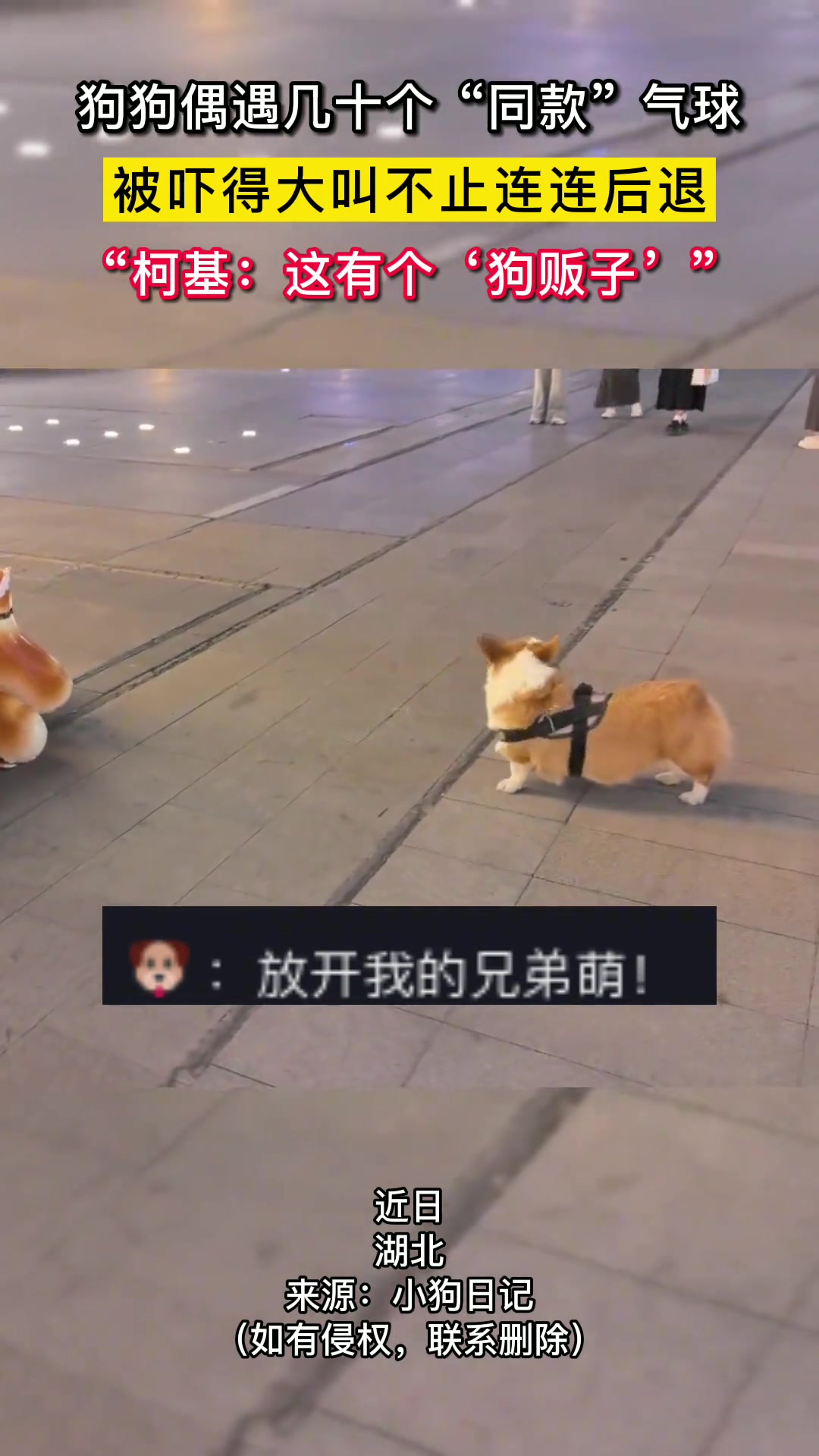 柯基看见“同款”气球后被吓得大叫！