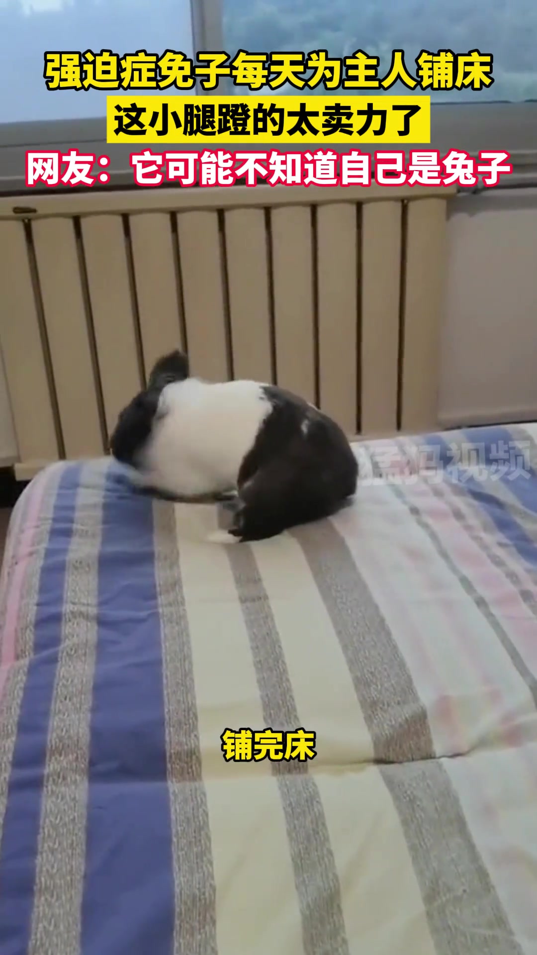 强迫症免子每天为主人铺床，这小腿蹬的太卖力了