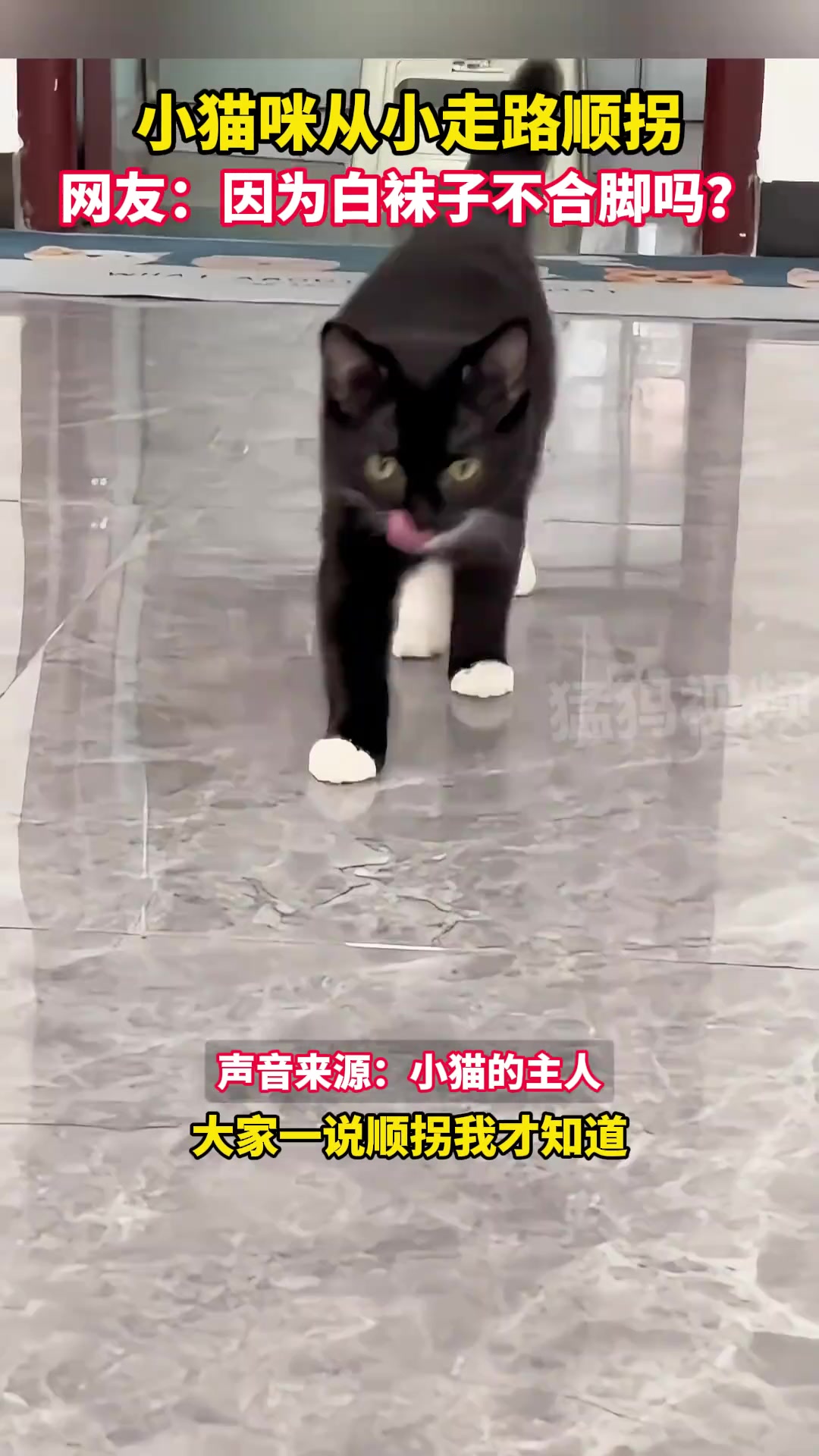 小猫走路顺拐，是因为白袜子不合脚吗