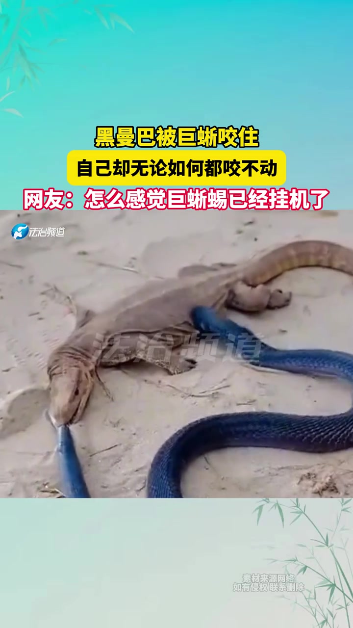 曼巴out黑曼巴被三嫂死死咬住！但怎么感觉巨蜥已经死了呢