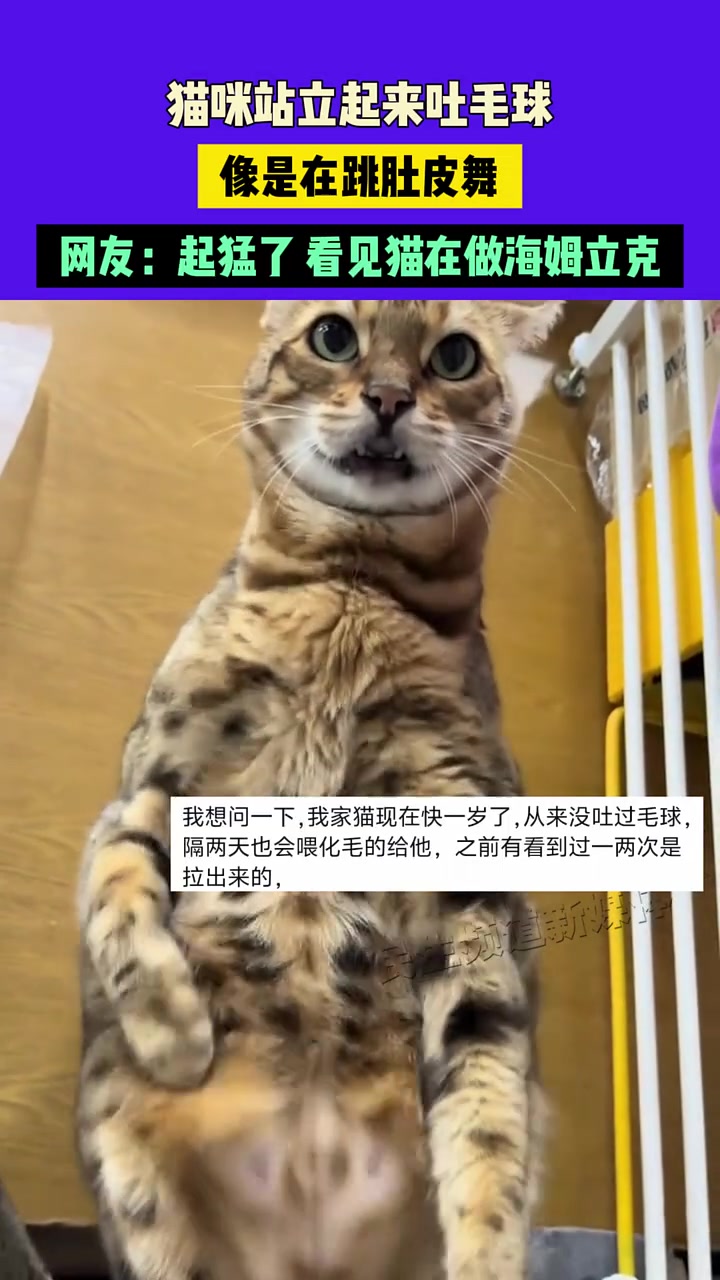 喂！离我手机远点