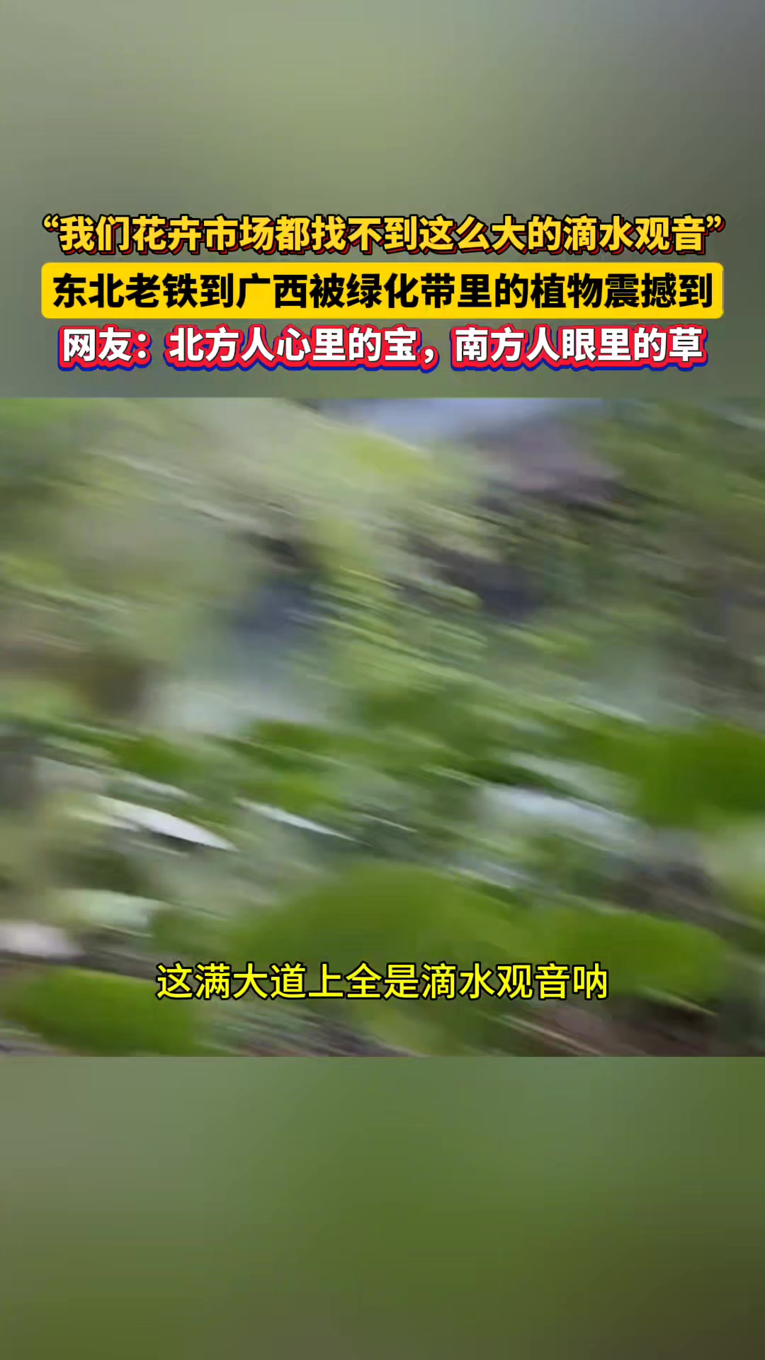 不是这哥们说滴水观音，我还是第一次知道这绿化带有这高级的名字