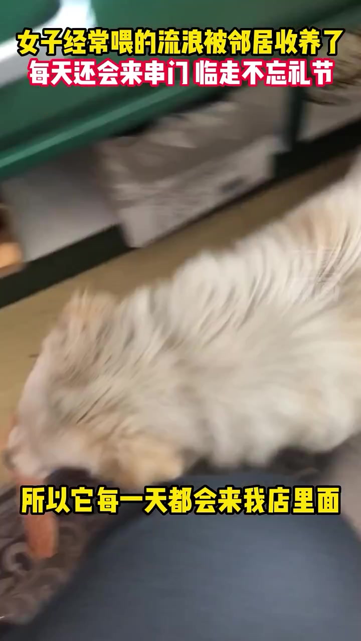 女子经常喂的流浪狗被邻居收养，狗子来串门临走还不忘礼节
