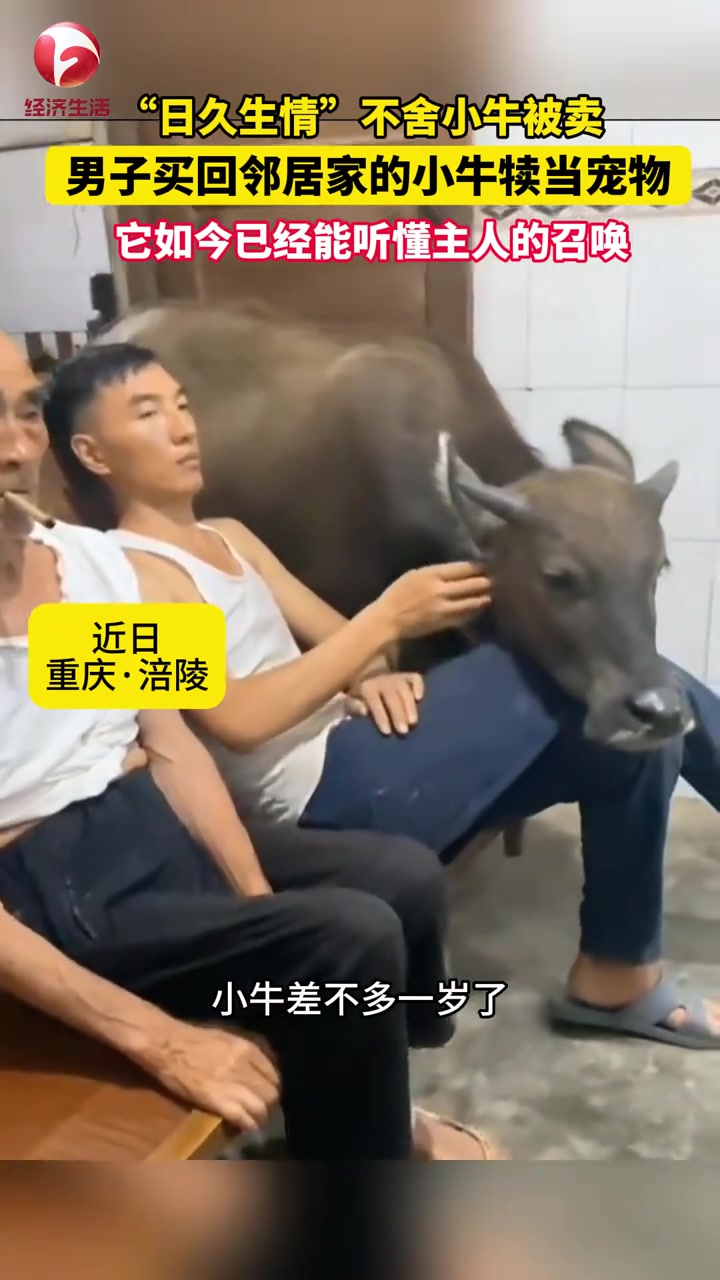 “日久生情”不舍小牛被卖，男子买回邻居家的小牛犊当宠物