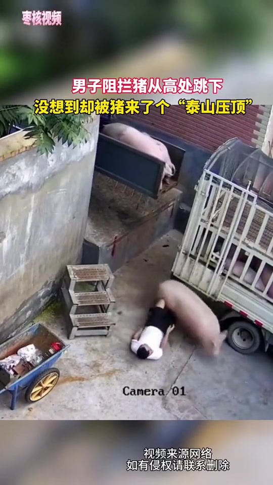 男子阻拦猪从高处跳下，没想到却被猪来了个泰山压顶