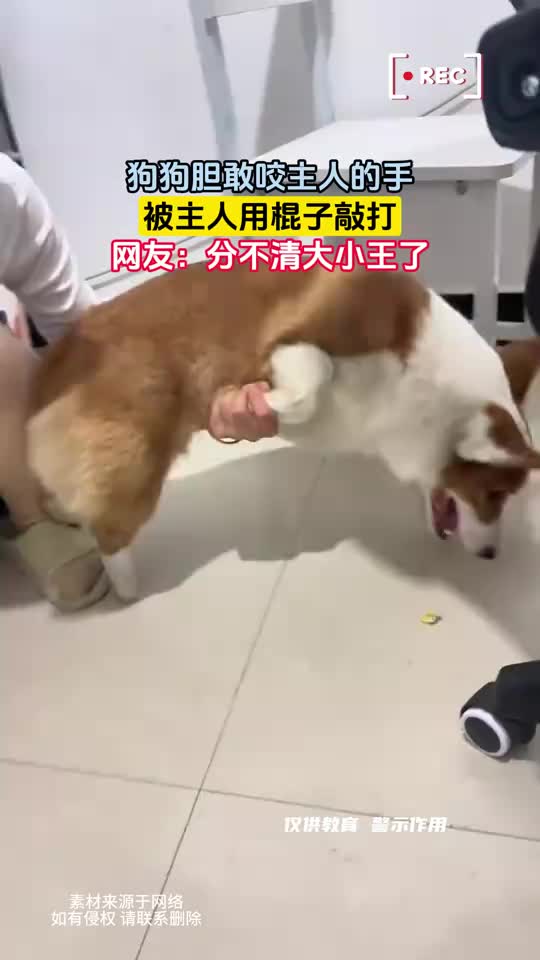 分不清大小王了！狗咬人就该打！
