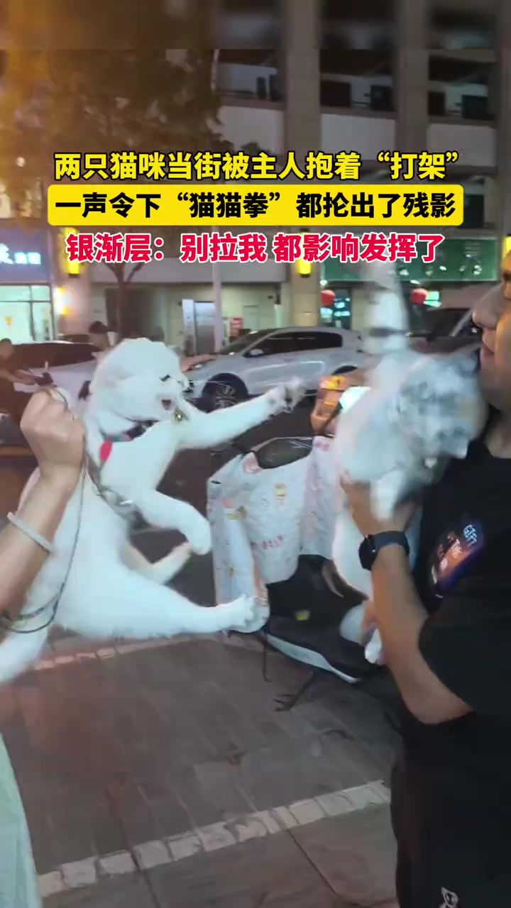 两只猫咪当街被主人抱着“打架”，“猫猫拳”都抡出了残影