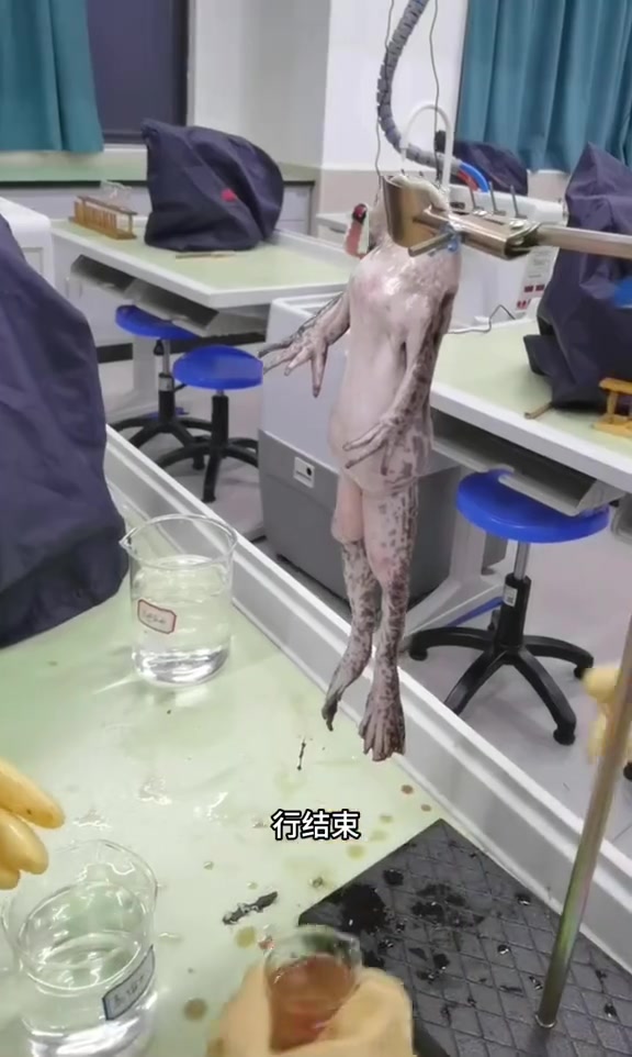 医学生的日常，向大为医学献身的动物和人致敬！
