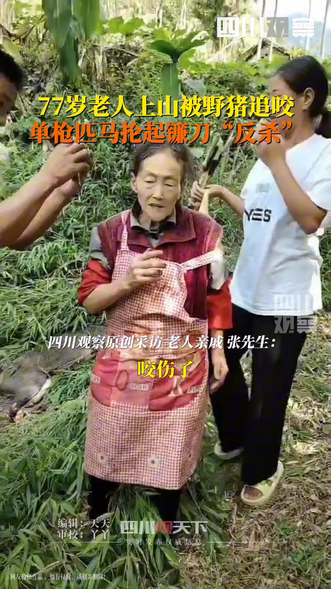 牛！77岁老太被野猪咬伤拿刀反杀！