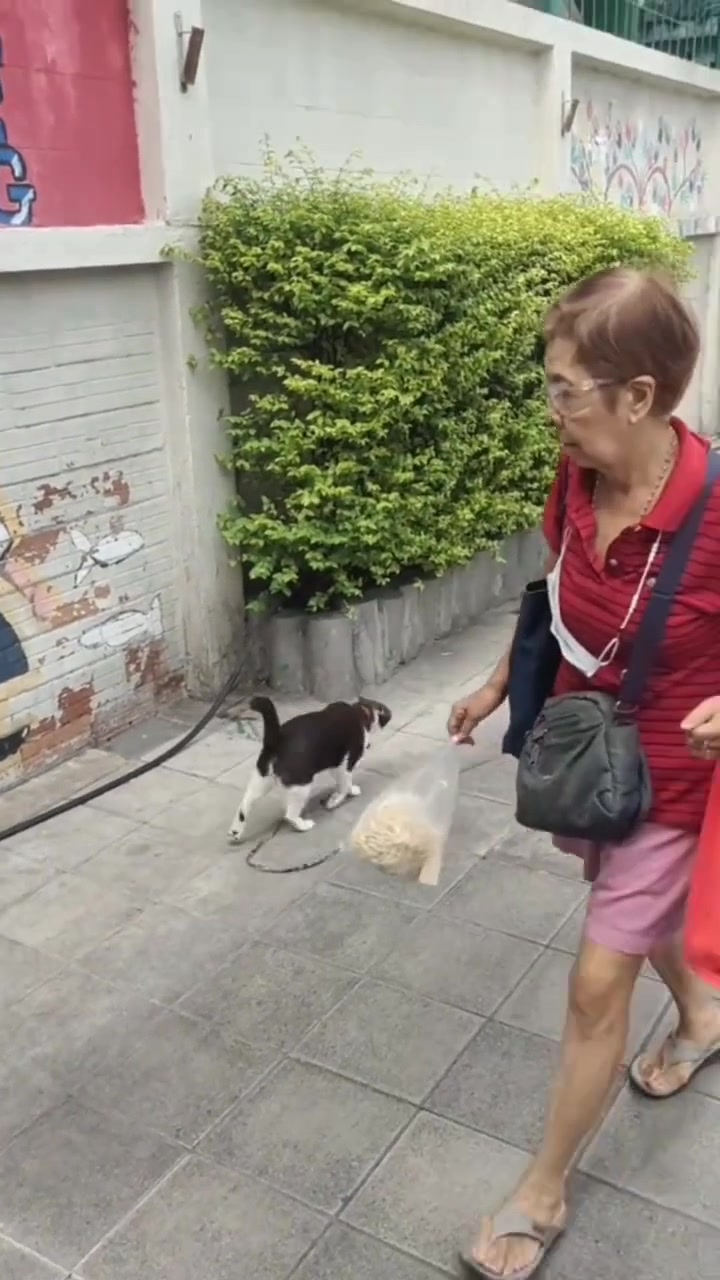 果然每一只被拴住的猫都不简单