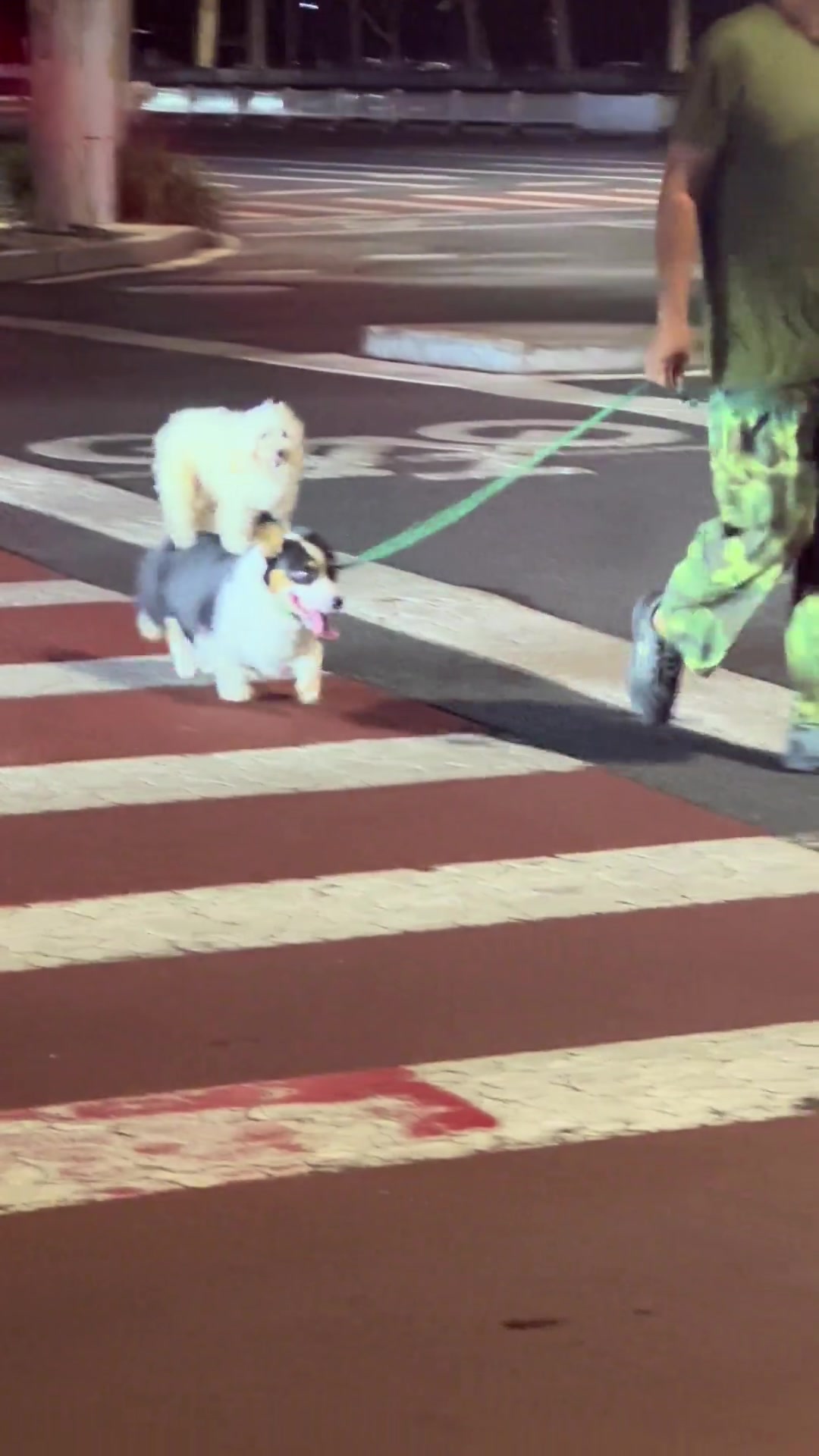 看给柯基都快累成狗了
