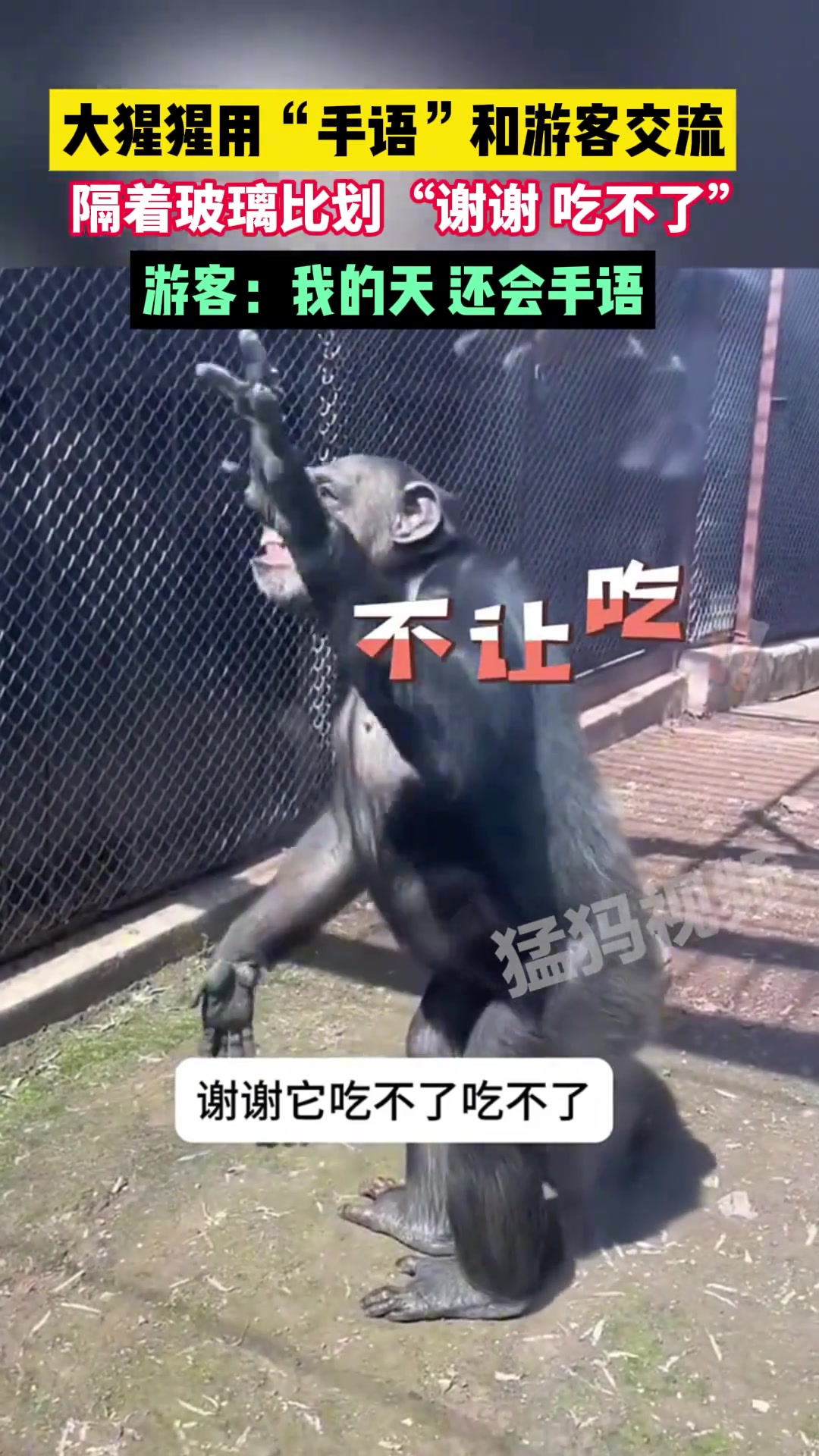 大猩猩用“手语”跟顾客交流