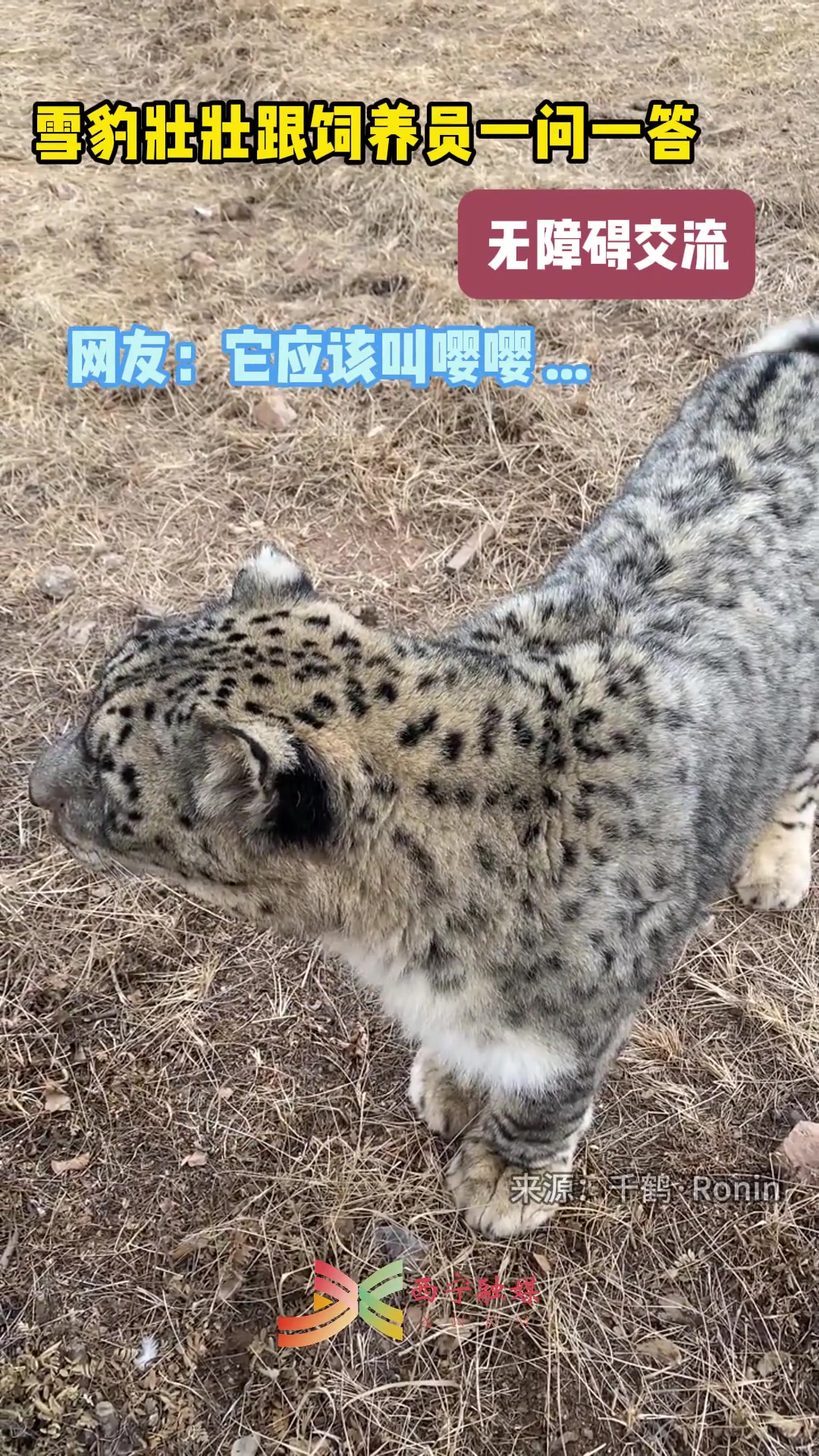 雪豹跟饲养员一问一答，句句有回应啊