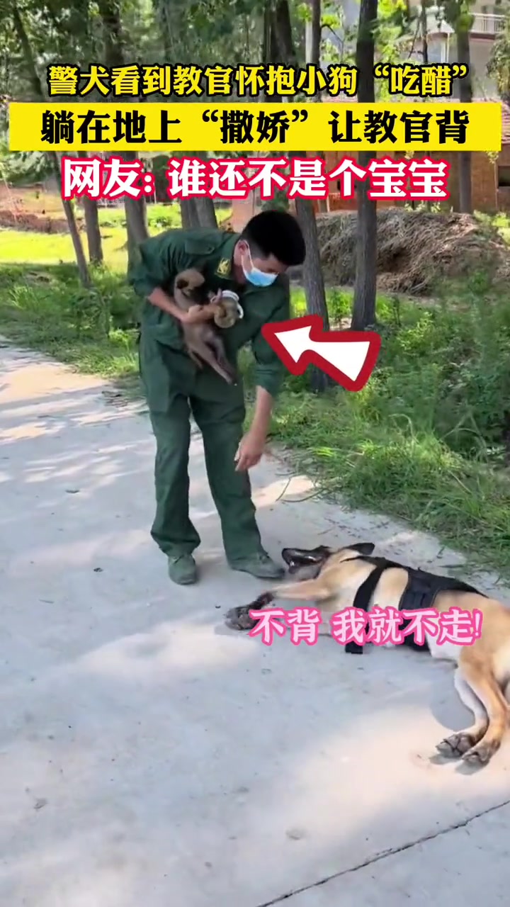 工作时骁勇善战，平常也是一只可爱的小宝宝