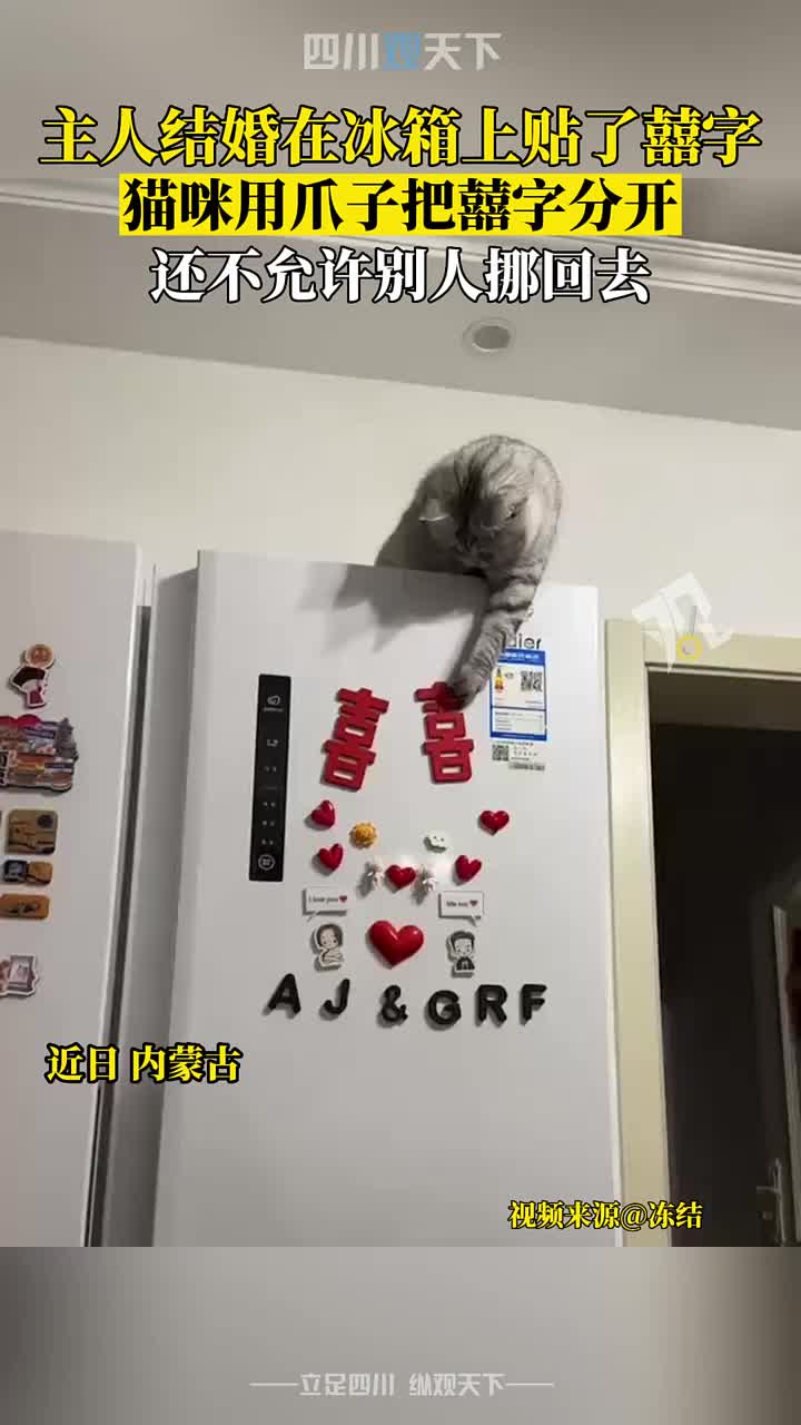 猫：抢了我妈还想要我祝福你们！没门！