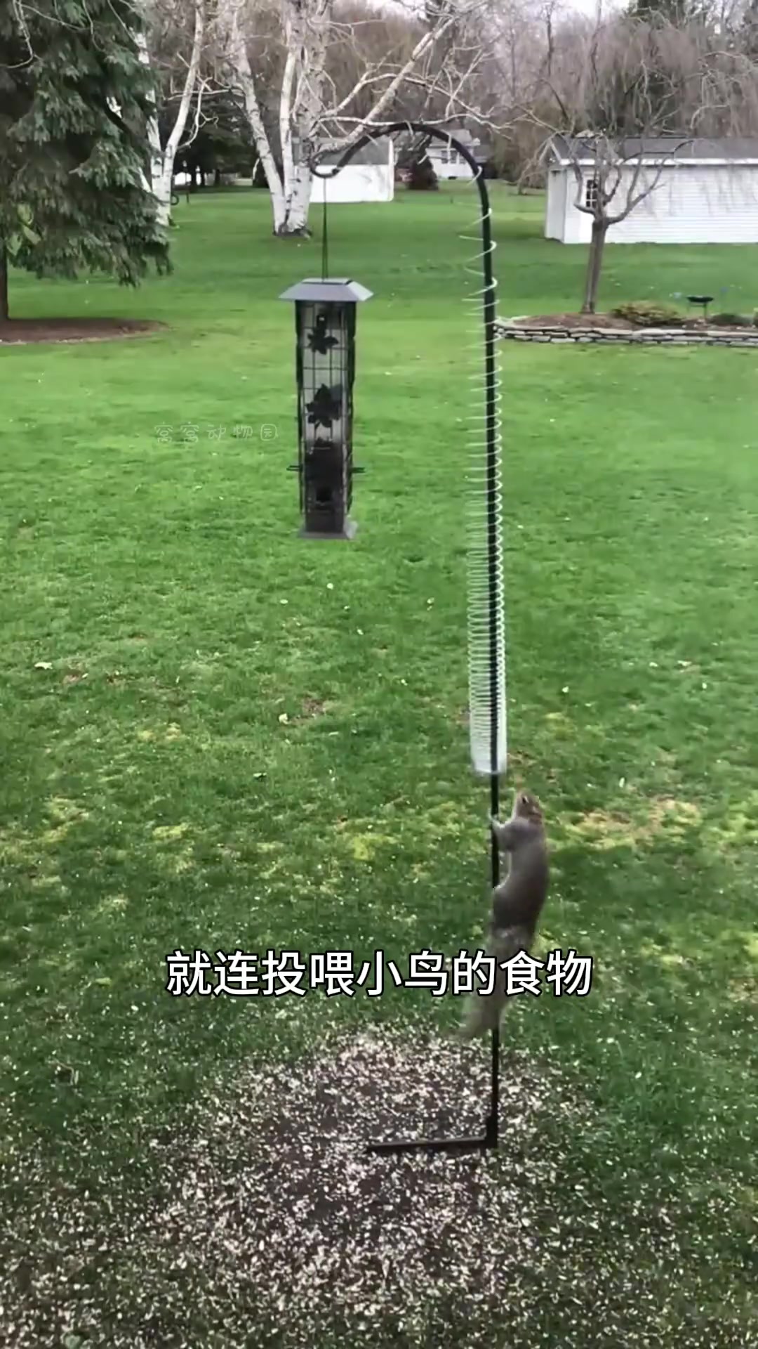 为什么外国人讨厌松鼠，松鼠囤粮被盗会被气死