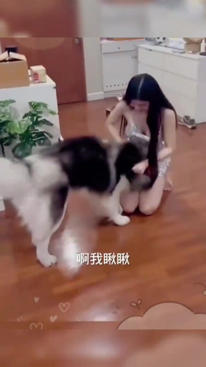 狗子往哪钻呢差点就把女主人弄翻了