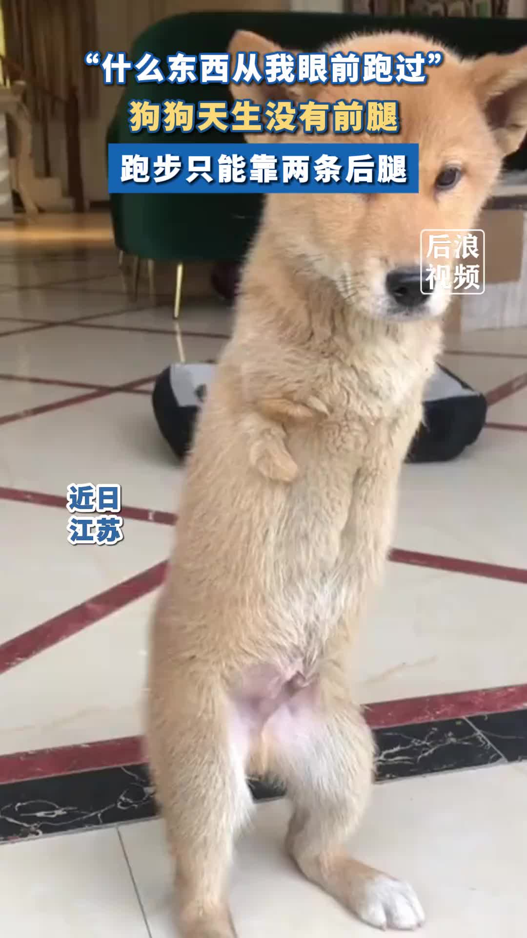 狗狗天生没有前腿只能靠后腿跑步