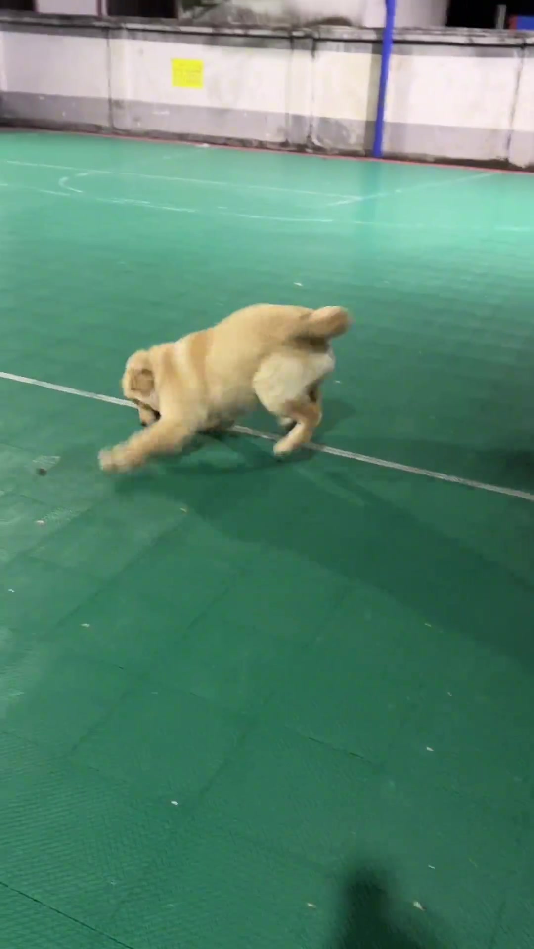 看给狗开心的哈哈