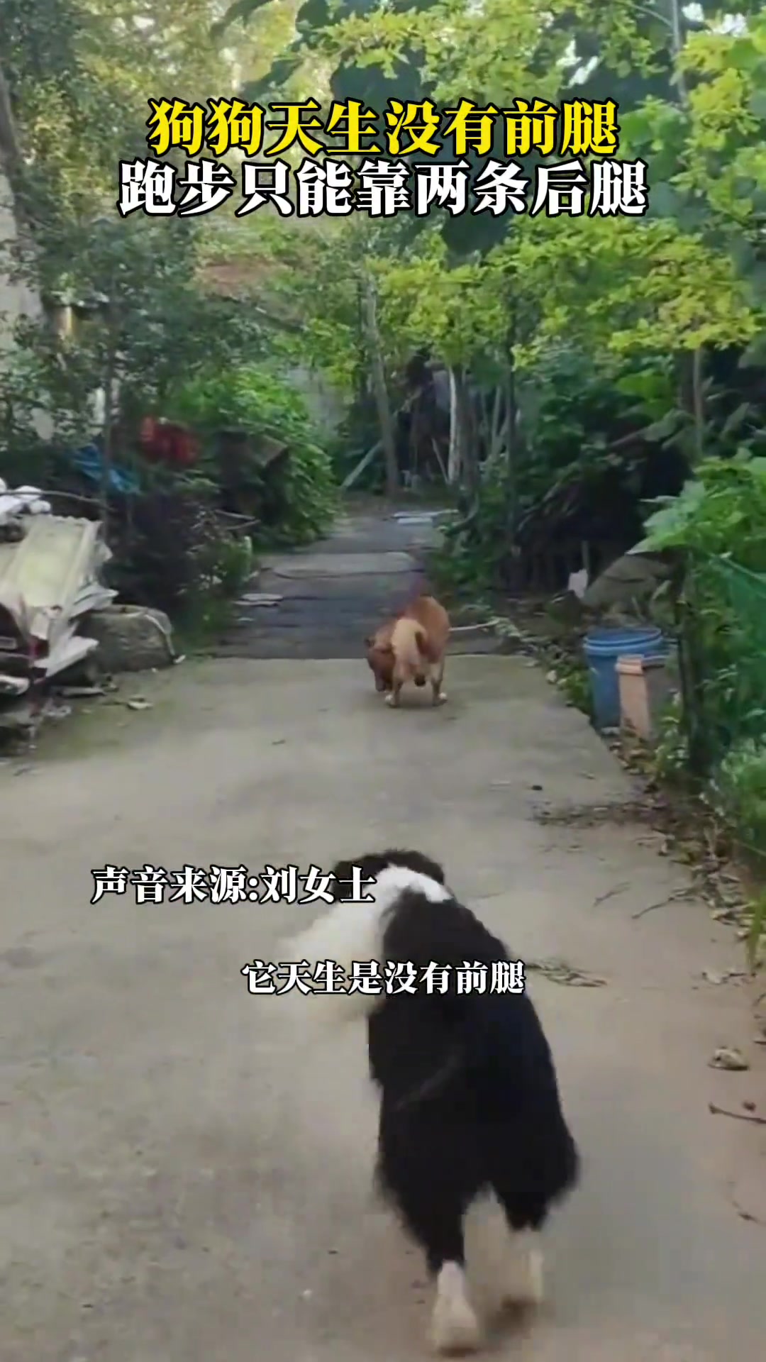 狗狗天生没有前腿，跑步只能靠两条后腿