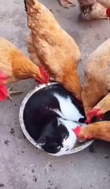 猫：你别扒拉我，他们伺候我挺舒服的