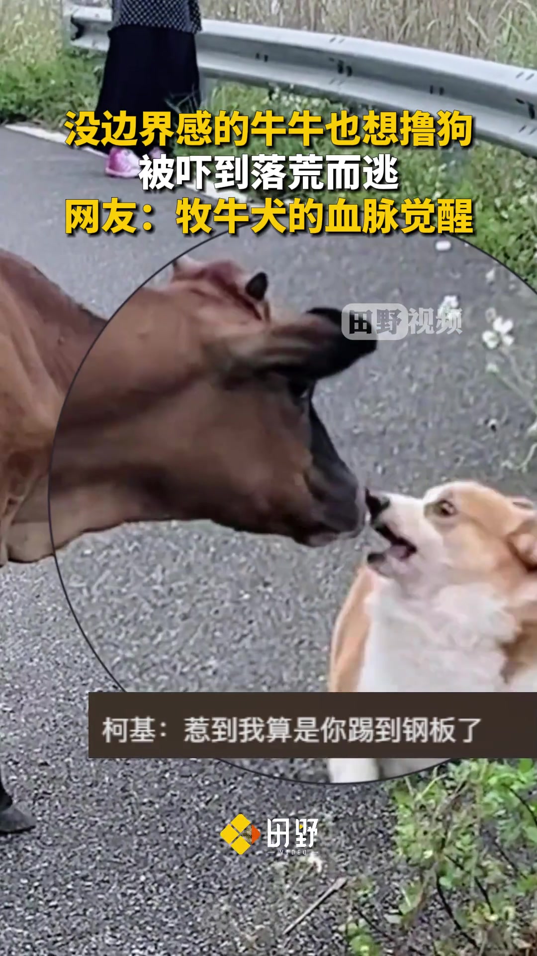 牛牛撸狗不成被吓跑没边界感的牛牛也想撸狗，结果被柯基吓跑