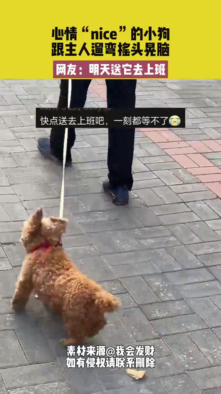当小狗心情很“nice”时跟主人遛弯会摇头晃脑