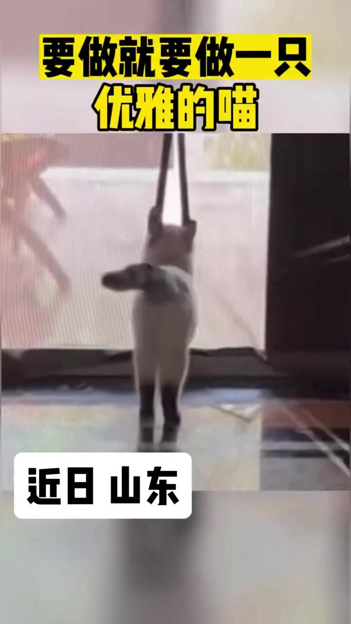 要做就要做一只优雅的猫咪